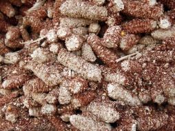 Los deschechos de maíz pueden convertirse en biocombustible. ARCHIVO /