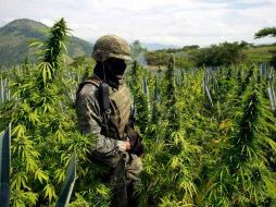 Se reportaron 201.05 hectáreas de marihuana y 794.88 de amapola erradicadas. ARCHIVO /