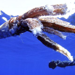 Investigadores japoneses desvelan el secreto del ''vuelo'' del calamar