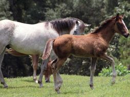 En Gran Bretaña, los caballos son animales muy apreciados, por lo que el consumo de su carne es considerado un tabú. ARCHIVO /