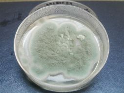 El bioetanol puede obtenerse del hongo del bagazo de caña y agave azul, paja de trigo y cáscara de cítricos. ID  /