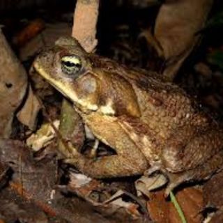 Un plaga de sapos mutantes se propaga por el noreste de Australia