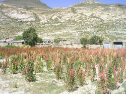 La quinua, también conocida como quinoa o kinwa genera oxígeno, absorbe dióxido de carbono y produce agua. EFE /