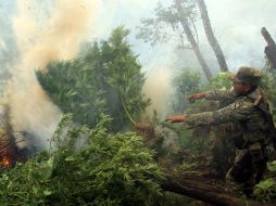 Las plantas tenían una altura promedio de un metro. ARCHIVO /