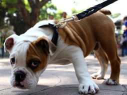La terapia consiste en una sola sesión de diversas inyecciones en las patas traseras del animal. ARCHIVO /