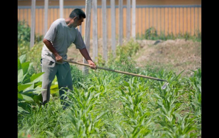 La mayoría de recursos federales se concentran en apoyos directos a Procampo y a la prevención de riesgos climáticos. ARCHIVO /