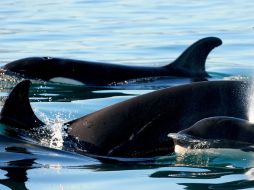 Durante varios días se les reportó recorriendo el tramo de la bahía entre los Arcos de Mismaloya. ESPECIAL Eduardo Lugo  /
