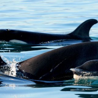 Orcas se alejan de Bahía de Banderas