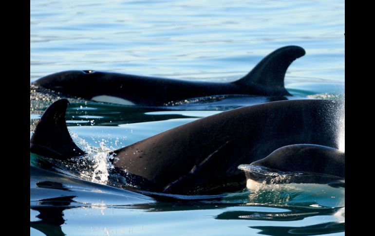 Durante varios días se les reportó recorriendo el tramo de la bahía entre los Arcos de Mismaloya. ESPECIAL Eduardo Lugo  /