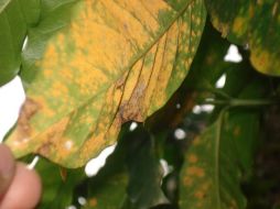 Los cafetaleros enfrentan a la peor plaga de roya de la historia. ARCHIVO /