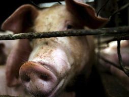 Una de las medidas viables está en separar el medicamento para humanos de aquel de uso veterinario. ESPECIAL /