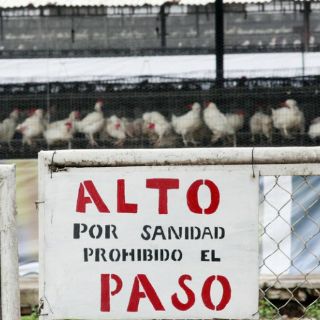 Piden medidas más severas contra la influenza aviar