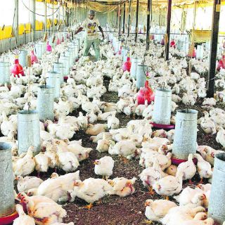 Sagarpa entrega casi dos millones de vacunas a empresa avícola afectada