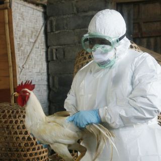 Sacrificarán 582 mil aves por gripe