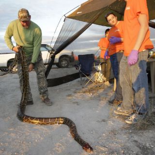 Concluye polémico concurso de serpientes en Florida