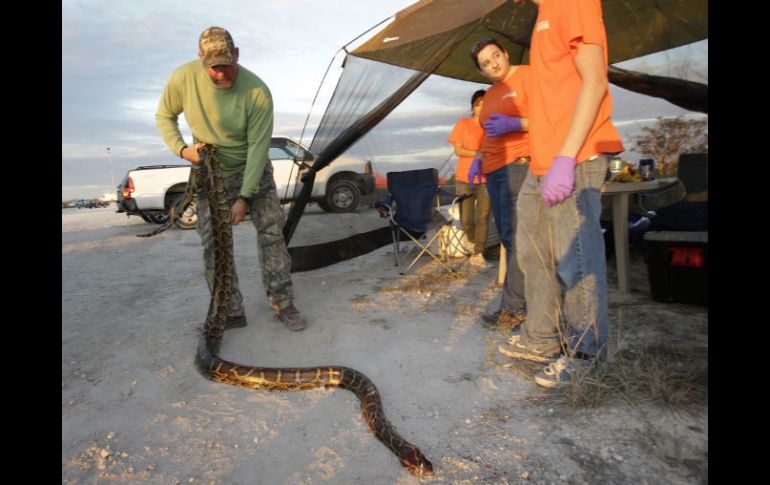 El objetivo de este concurso era llamar la atención sobre el daño que hacen las especies invasoras. AP /