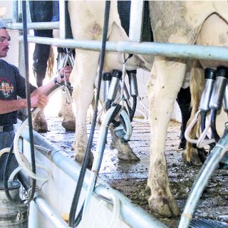 Lecheros van contra lácteos adulterados