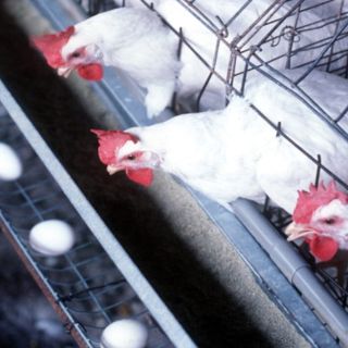 Bachoco trabaja para el control de la influenza aviar