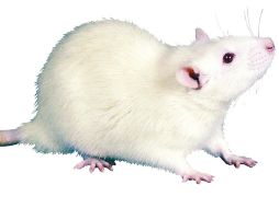 La primera etapa del experimento consistió en el entrenamiento de los roedores. ARCHIVO /