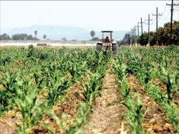 En el 2012, la actividad primaria creció 6.7 y 7.2% en los últimos dos trimestres, respectivamente. CUARTOSCURO  /