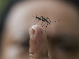 La semana pasada se reportaron seis nuevos casos de dengue en Jalisco. ARCHIVO /