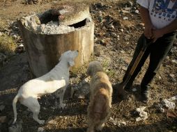 Si alguna mascota fallece, se recomienda que los dueños pidan el servicio de forma inmediata para evitar infecciones. ARCHIVO /
