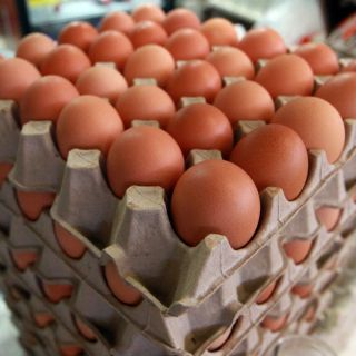 Sacrifican 480 mil aves por gripe aviar en Guanajuato