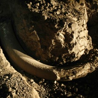 Ofrecen esqueleto de mamut en página de subastas holandesa