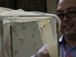 Investigadores sometieron a los insectos a una prueba en el laboratorio. ARCHIVO /