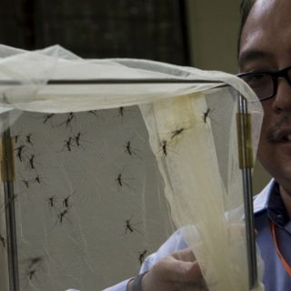 Los mosquitos se vuelven tolerantes a los repelentes