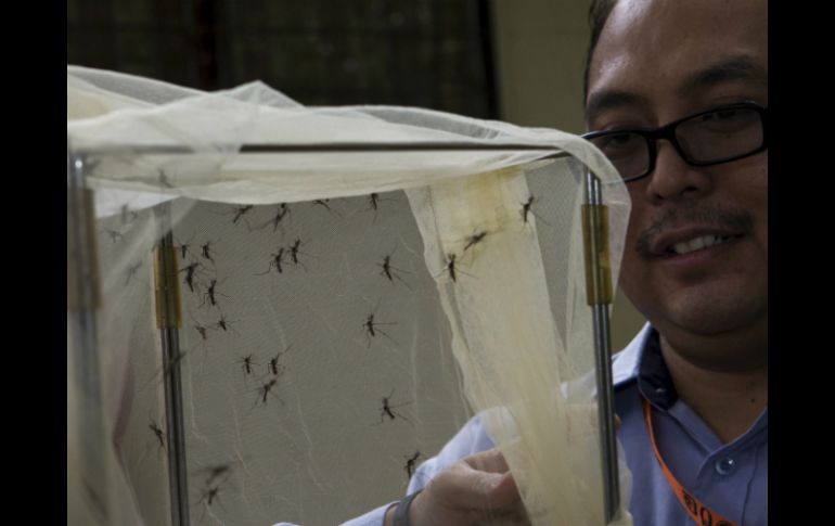 Investigadores sometieron a los insectos a una prueba en el laboratorio. ARCHIVO /