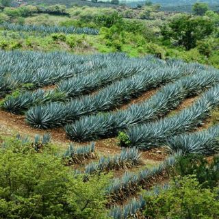 Entre las espinas y los magueyes de Occidente