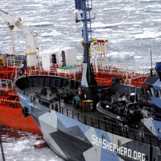 Japón proseguirá la pesca de ballenas