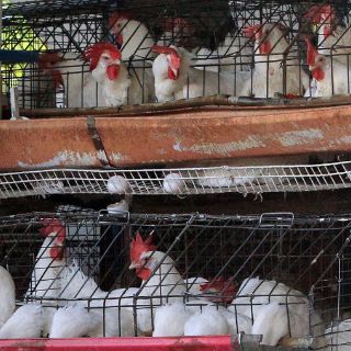 Senasica reporta un millón 900 mil aves vacunadas en Guanajuato