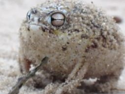 Cibernautas bautizaron a la rana como ''Pokemon''. ESPECIAL /