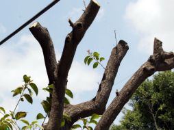 Según el arborista Diego Álvarez no se debe de cortar una porción excesiva de la corona de un árbol. ARCHIVO /