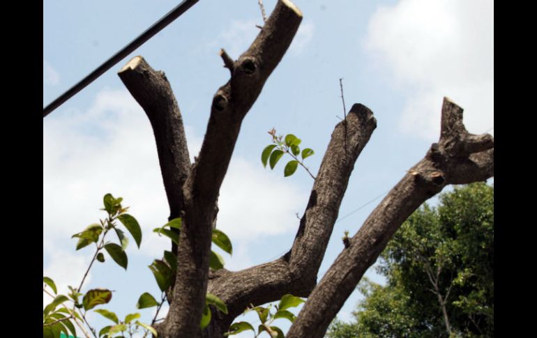 Según el arborista Diego Álvarez no se debe de cortar una porción excesiva de la corona de un árbol. ARCHIVO /