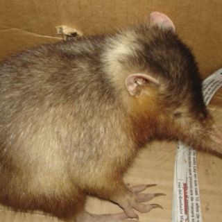 Autoridades dominicanas rescatan solenodonte