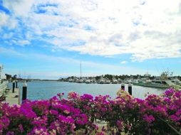 Vista. Detrás de las buganvillas, lucen los barcos en la marina.  /