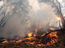 En lo que respecta a áreas naturales protegidas, se han atendido 14 incendios. ARCHIVO /