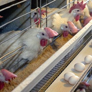 Avicultores de huevo avalan nuevo dispositivo emergente