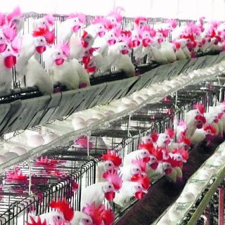 Productores avalan el cerco sanitario