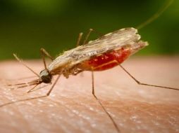 La malaria es una de las enfermedades olvidadas, porque quienes la padecen no pueden sostener un mercado de medicinas. ARCHIVO /