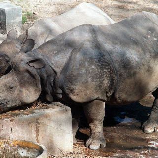 Caza furtiva amenaza supervivencia de rinocerontes africanos