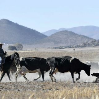 Habrá subastas de ganado en Jalisco