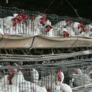 Realizan acciones para evitar que gripe aviar llegue a Puebla