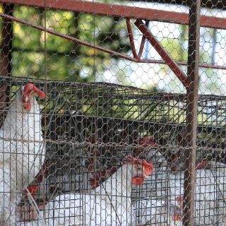 Dan positivo a gripe aviar 38 granjas: Senasica