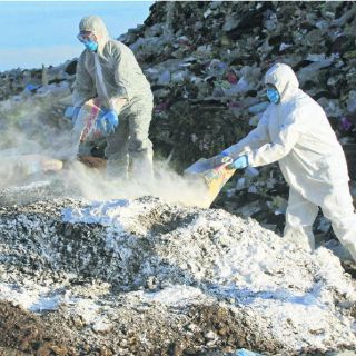 Dan positivo a virus de gripe aviar 38 granjas