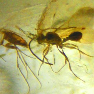 Genoma de la avispa obrera es más activo que el de las reinas