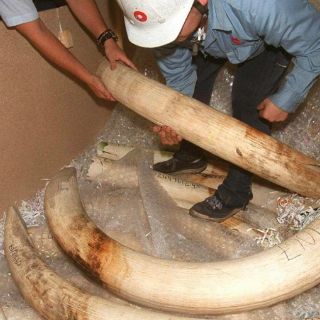 Tráfico ilegal de marfil centrará reunión de CITES en Bangkok